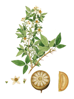 Aegle marmelos Bael Tree, Golden Apple, Bengal Quince